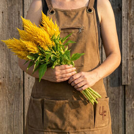 Yellow Kimono, Celosia Seeds